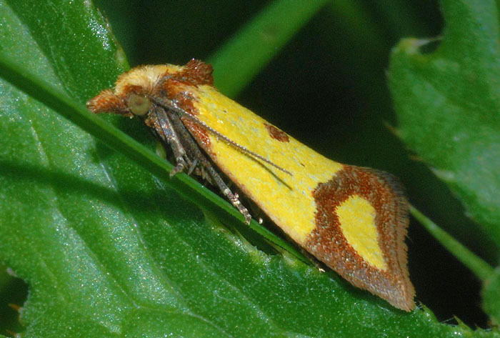 Agapeta zoegana